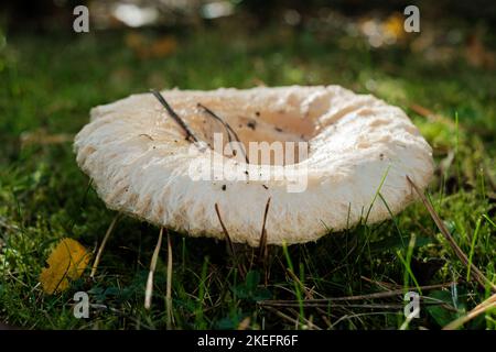 Safranmilchkappe, auch bekannt als Rotkiefernpilz (Lactarius deliciosus), wächst in Nordostengland wild Stockfoto