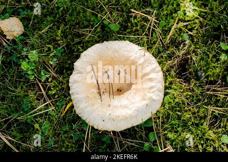 Safranmilchkappe, auch bekannt als Rotkiefernpilz (Lactarius deliciosus), wächst in Nordostengland wild Stockfoto