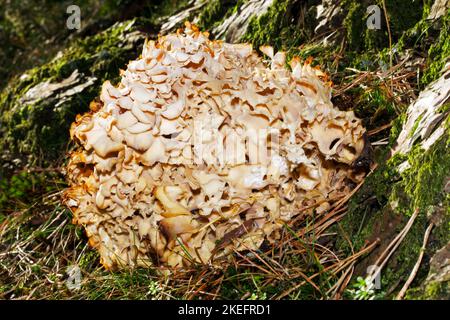 Sparassis crispa (Blumenkohlpilz) kommt an der Basis von Nadelbaumstämmen vor und kommt im gesamten gemäßigten Europa vor. Es ist ein Braunfäulepilz. Stockfoto