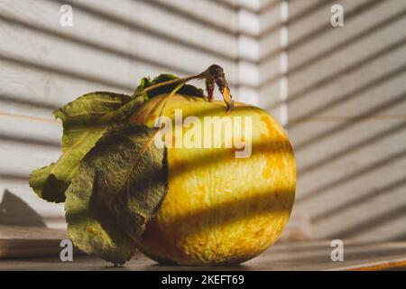 Fauler Apfel in der Sonne. Verrottende Früchte. Krankheiten der Apfelfrüchte. Schädlingsbekämpfung... Stockfoto