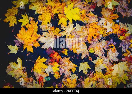 Gelbe Herbstahornblätter liegen auf schwarzem Grund in Strahlen untergehenden Sonnenlichtes. Stockfoto