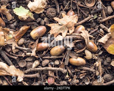 Gefallene Eicheln und Eichenblätter auf einem Waldboden Stockfoto