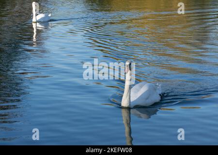 Wetter in Großbritannien, 12. November 2022: Am Mount Pond am Clapham Common, im Süden Londons, schwimmen zwei Schwäne auf dem ruhigen Wasser. Das Wetter ist für November außergewöhnlich warm. Anna Watson/Alamy Live News Stockfoto