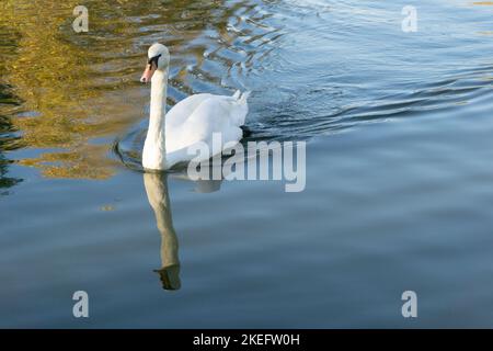 Wetter in Großbritannien, 12. November 2022: Am Mount Pond am Clapham Common, im Süden Londons, schwimmen zwei Schwäne auf dem ruhigen Wasser. Das Wetter ist für November außergewöhnlich warm. Anna Watson/Alamy Live News Stockfoto