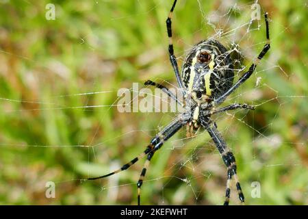 Eine gefährlich aussehende Argiope aurantia, schwarz-gelbe Gartenspinne der Insel Graciosa auf den Azoren Stockfoto