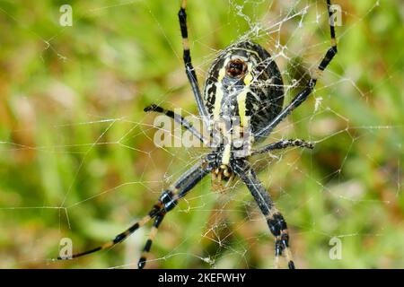 Eine gefährlich aussehende Argiope aurantia, schwarz-gelbe Gartenspinne der Insel Graciosa auf den Azoren Stockfoto