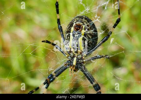 Eine gefährlich aussehende Argiope aurantia, schwarz-gelbe Gartenspinne der Insel Graciosa auf den Azoren Stockfoto