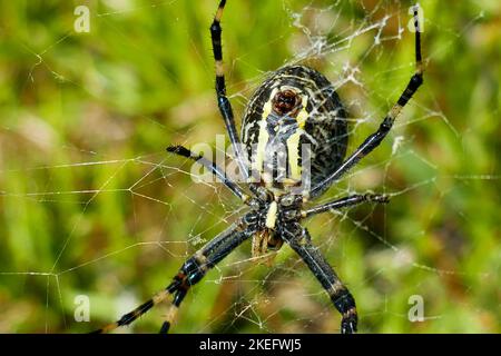 Eine gefährlich aussehende Argiope aurantia, schwarz-gelbe Gartenspinne der Insel Graciosa auf den Azoren Stockfoto