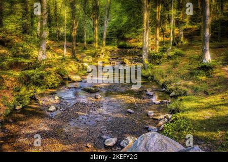 Strom im grünen Wald des Toskanisch-Emilianischen Apennin-Nationalparks bei Sonnenuntergang im Sommer. Stockfoto