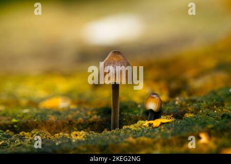 Kleine Pilze, die auf Holz wachsen, mit schönem Bokeh, Mycena leptocephala, bekannt als die nitroöse Haube Stockfoto