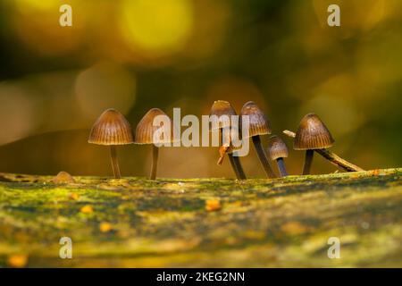Kleine Pilze, die auf Holz wachsen, mit schönem Bokeh, Mycena leptocephala, bekannt als die nitroöse Haube Stockfoto