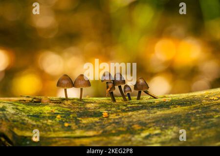 Kleine Pilze, die auf Holz wachsen, mit schönem Bokeh, Mycena leptocephala, bekannt als die nitroöse Haube Stockfoto