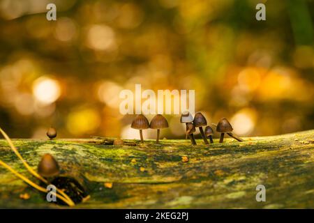 Kleine Pilze, die auf Holz wachsen, mit schönem Bokeh, Mycena leptocephala, bekannt als die nitroöse Haube Stockfoto