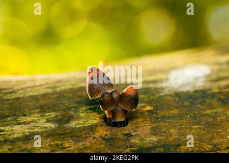 Pilze, die aus einem Loch im Wald wachsen, schönes Bokeh, Mycena leptocephala, bekannt als die nitrose Haube Stockfoto