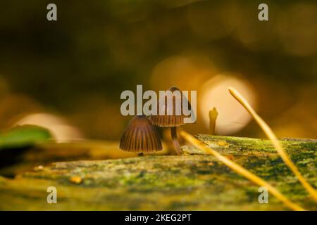 Kleine Pilze, die auf Holz wachsen, mit schönem Bokeh, Mycena leptocephala, bekannt als die nitroöse Haube Stockfoto