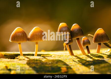 Kleine Pilze, die auf Holz wachsen, mit schönem Bokeh, Mycena leptocephala, bekannt als die nitroöse Haube Stockfoto