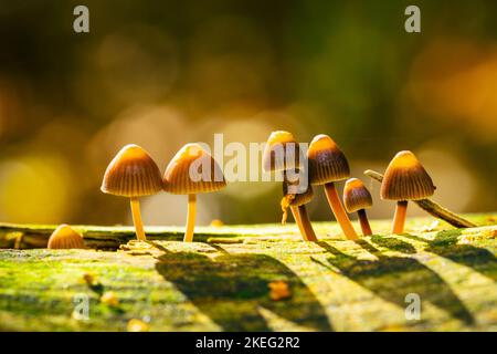 Kleine Pilze, die auf Holz wachsen, mit schönem Bokeh, Mycena leptocephala, bekannt als die nitroöse Haube Stockfoto