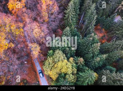 Luftaufnahme des Waldes in herbstlicher Kleidung in Bagni di Masino, Valtellina, Italien Stockfoto