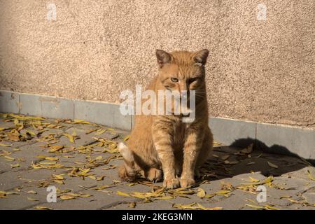 Straßenkatze mit orangefarbener Tabby in der Nähe am sonnigen Herbsttag Stockfoto