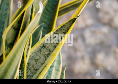 Dracaena trifasciata. Nahaufnahme von gelben und grünen Blättern Stockfoto