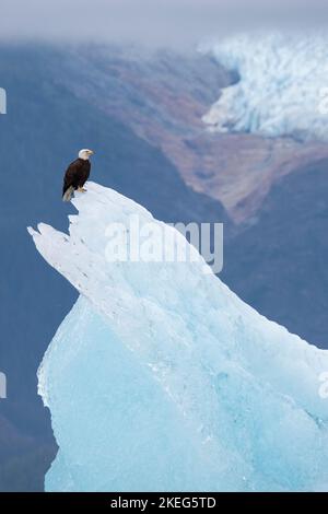 USA, SE Alaska, Inside Passage, Wood Spit. Weißkopfseeadler auf dem Eisberg (Haliaeetus leucocephalus) mit Sumdum-Gletscher in der Ferne. Stockfoto