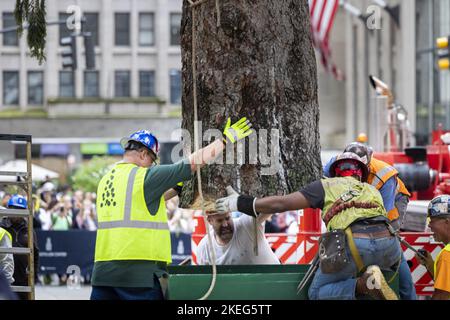 New York, Usa. 12.. November 2022. Am 12. November 2022 manövrieren Arbeiter den 82 Meter hohen, 50 Meter großen, 14 Tonnen schweren Weihnachtsbaum des Rockefeller Center in seine Basis in New York. Der Baum wurde von der Familie Lebowitz aus Queensbury, NY, gestiftet. Foto von Corey Sipkin/UPI Credit: UPI/Alamy Live News Stockfoto