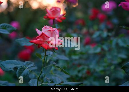 Großer Busch mit gelben Rosen. Stockfoto