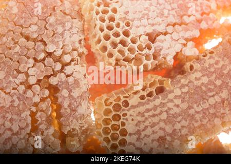 Wabenstücke, gefüllt mit flüssigem Honig - Vollrahmen Stockfoto