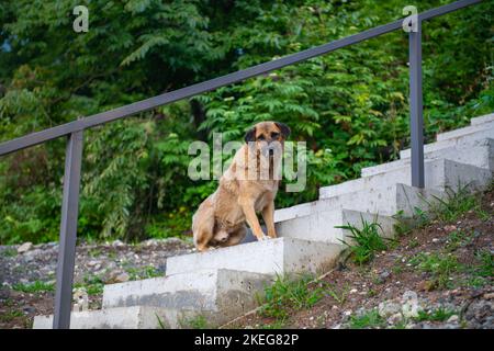 Ein Straßenhund sitzt auf der Treppe Stockfoto