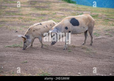 Zwei gefleckte Schweine, die auf dem Gras spazieren Stockfoto