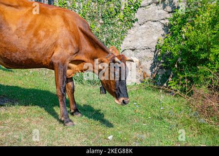 Eine rote Kuh steht auf dem Rasen Stockfoto