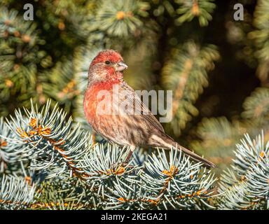 Ein wunderschöner männlicher Hausfinch steht an der Spitze eines Fichtenzweiges, während er den umliegenden Garten von Colorado überwacht. Stockfoto