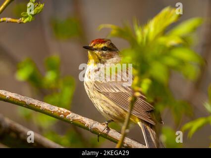 Ein wunderschöner Palmsänger thronte momentan auf einem Ast, während er in einem Wald im mittleren Westen des Frühlings nach Insekten fresste. Stockfoto