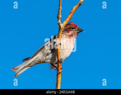 Ein männlicher Cassin's Finch mit seiner markanten roten Kappe thront auf einem Ast vor einem brillanten Colorado-Winterhimmel. Stockfoto