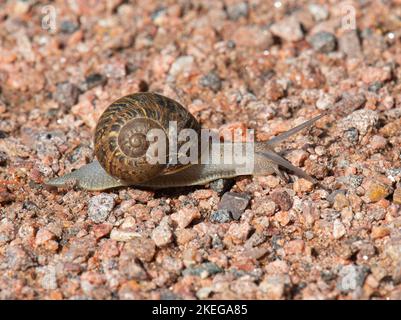 Eine große Gartenschnecke arbeitet sich über einen Kiesweg in einem zentralen Waldpark in Colorado. Stockfoto