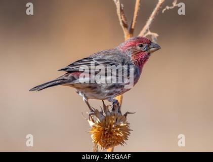 Ein schöner männlicher Hausfink, der auf einem Samenkopf auf einem Colorado-Feld nach Samen fabet. Stockfoto