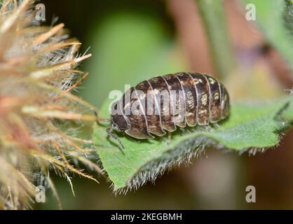 In Houston, TX, auf einem Blatt im Grundbelaub Insekten säen. Eine weit verbreitete Arthropode, die viele Namen hat, ist weltweit zu finden. Stockfoto