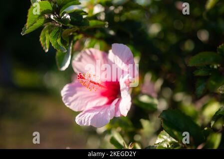 Nahaufnahme der rosa Blume. Rose von Sharon, syrischem Hibiskus oder syrischer Ketmia Stockfoto