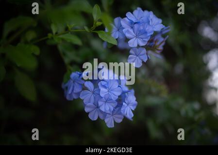 Blaue Blumen auf einem dunkelgrünen Hintergrund. Blaue Blüte von Plumbago Stockfoto