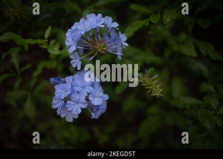 Blaue Blumen auf einem dunkelgrünen Hintergrund. Blaue Blüte von Plumbago Stockfoto