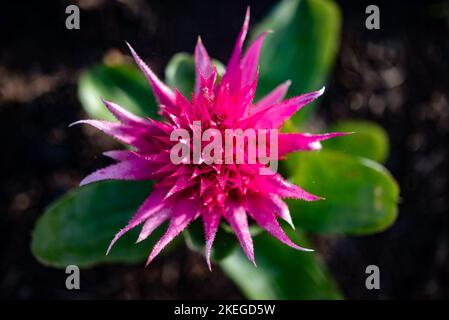 Nahaufnahme der rosa Blume. Pflanzen Sie harte, scharfe Blütenblätter. Explosionartige rosa Blüte Stockfoto