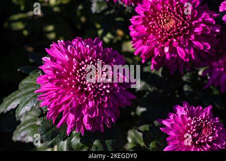 Nahaufnahme von Chrysanthemum morifolium oder Blumenblumen im herbstlichen Garten Stockfoto