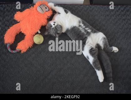 Süßeste verspielte reinrassige britische Katze mit einem Ball und einem Affen. Stockfoto