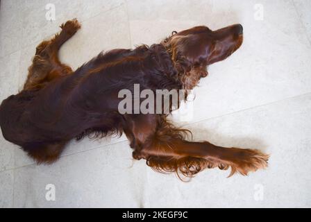 Der irische Setter-Hund ruht auf dem Küchenboden. Stockfoto