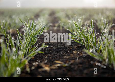 Junge Weizentriebe in Tautropfen. Stockfoto