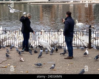 Windsor, Großbritannien. 12.. November 2022. Schwäne an der Themse in Windsor. Zum gegenwärtigen Zeitpunkt hat der Ausbruch der Vogelgrippe Windsor noch nicht erreicht. Die Zahl der Schwäne an der Themse in Windsor ist zurückgegangen, da traurigerweise eine Reihe der Schwäne und Cygnets aus dem letzten Jahr Anfang dieses Jahres nach dem damaligen Ausbruch der Vogelgrippe verstarb. Am Montag, dem 7.. November 2022, wurde eine nationale Wohnungsordnung eingeführt, die es den Vogelbeobachtern und Landwirten zur gesetzlichen Verpflichtung macht, ihre Herden wie Hühner und Truthähne zu beherbergen, um die Ausbreitung der aktuellen Vogelgrippe zu stoppen. Quelle: Maureen McLean/Alamy Live Stockfoto