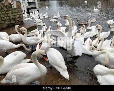 Windsor, Großbritannien. 12.. November 2022. Schwäne an der Themse in Windsor. Zum gegenwärtigen Zeitpunkt hat der Ausbruch der Vogelgrippe Windsor noch nicht erreicht. Die Zahl der Schwäne an der Themse in Windsor ist zurückgegangen, da traurigerweise eine Reihe der Schwäne und Cygnets aus dem letzten Jahr Anfang dieses Jahres nach dem damaligen Ausbruch der Vogelgrippe verstarb. Am Montag, dem 7.. November 2022, wurde eine nationale Wohnungsordnung eingeführt, die es den Vogelbeobachtern und Landwirten zur gesetzlichen Verpflichtung macht, ihre Herden wie Hühner und Truthähne zu beherbergen, um die Ausbreitung der aktuellen Vogelgrippe zu stoppen. Quelle: Maureen McLean/Alamy Live Stockfoto