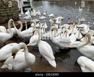 Windsor, Großbritannien. 12.. November 2022. Schwäne an der Themse in Windsor. Zum gegenwärtigen Zeitpunkt hat der Ausbruch der Vogelgrippe Windsor noch nicht erreicht. Die Zahl der Schwäne an der Themse in Windsor ist zurückgegangen, da traurigerweise eine Reihe der Schwäne und Cygnets aus dem letzten Jahr Anfang dieses Jahres nach dem damaligen Ausbruch der Vogelgrippe verstarb. Am Montag, dem 7.. November 2022, wurde eine nationale Wohnungsordnung eingeführt, die es den Vogelbeobachtern und Landwirten zur gesetzlichen Verpflichtung macht, ihre Herden wie Hühner und Truthähne zu beherbergen, um die Ausbreitung der aktuellen Vogelgrippe zu stoppen. Quelle: Maureen McLean/Alamy Live Stockfoto