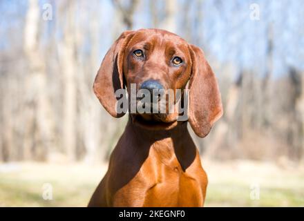 Ein roter Vizsla x Hound Mischlingshund, der die Kamera mit einer Kopfneigung anschaut Stockfoto