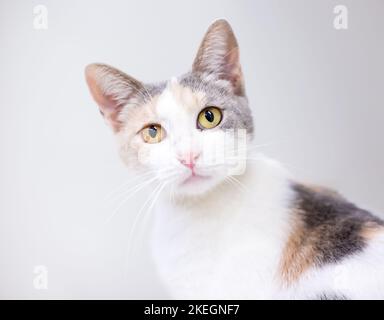 Eine Dilute Calico-Kurzhaarkatze, die mit einem Kopfneigung auf die Kamera schaut Stockfoto